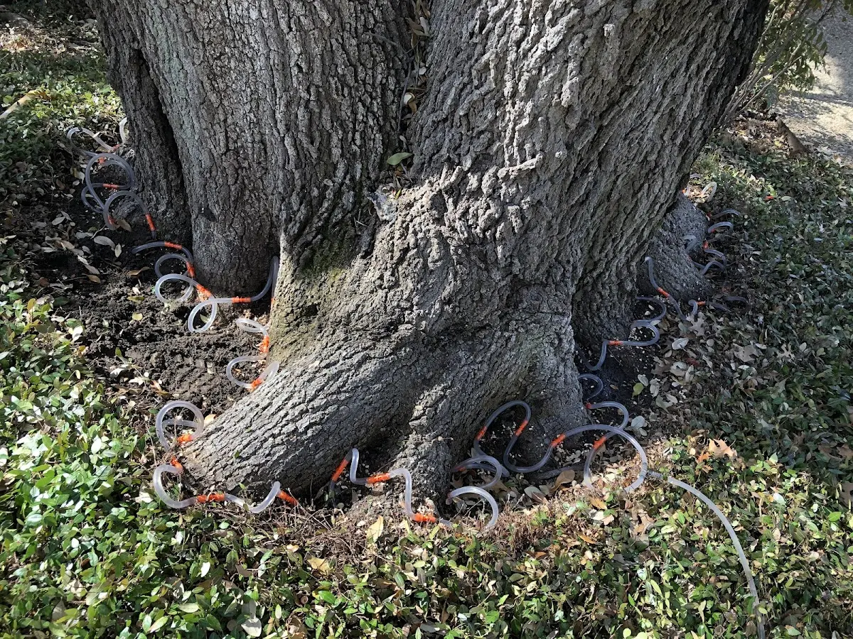 Detailed Tree Cabling and Bracing job site in East Burke