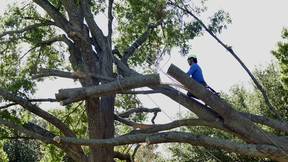 Professional Crown Thinning performed by certified arborists in East Burke