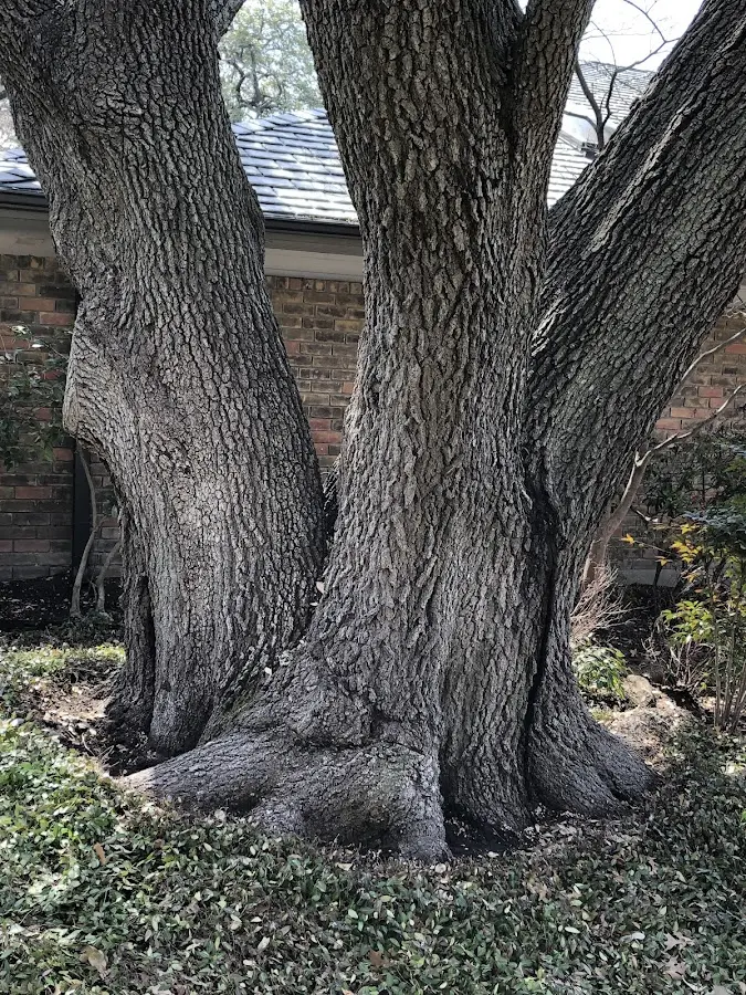 Mature heritage tree close to a East Burke property cared for by certified arborists